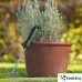 GARDEN BOSCH GHRL - ГРАДИНСКО МИНИ ВЕТРИЛООБРАЗНО ГРЕБЛО GARDEN BOSCH GHRL - ГРАДИНСКО МИНИ ВЕТРИЛООБРАЗНО ГРЕБЛО